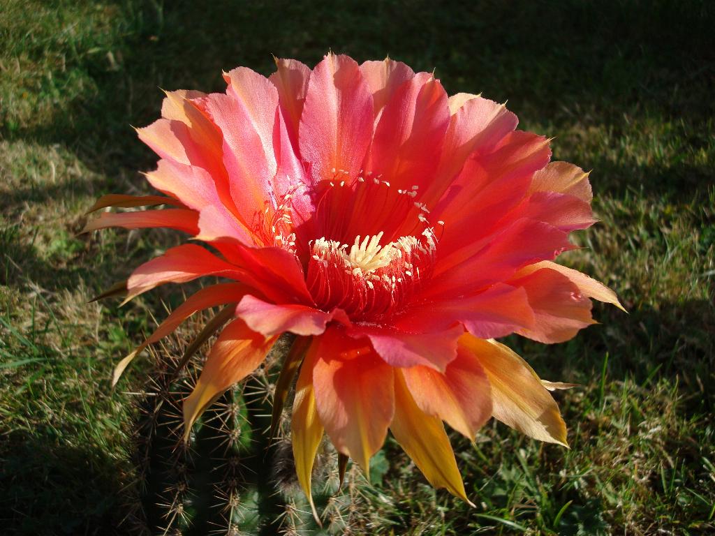 Eigene Echinopsis/Sasquatch 4.0.jpg
